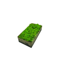 Стабилизированный норвежский мох высшего качества на солевой основе SO Green зеленое яблоко 0,5 кг 0079